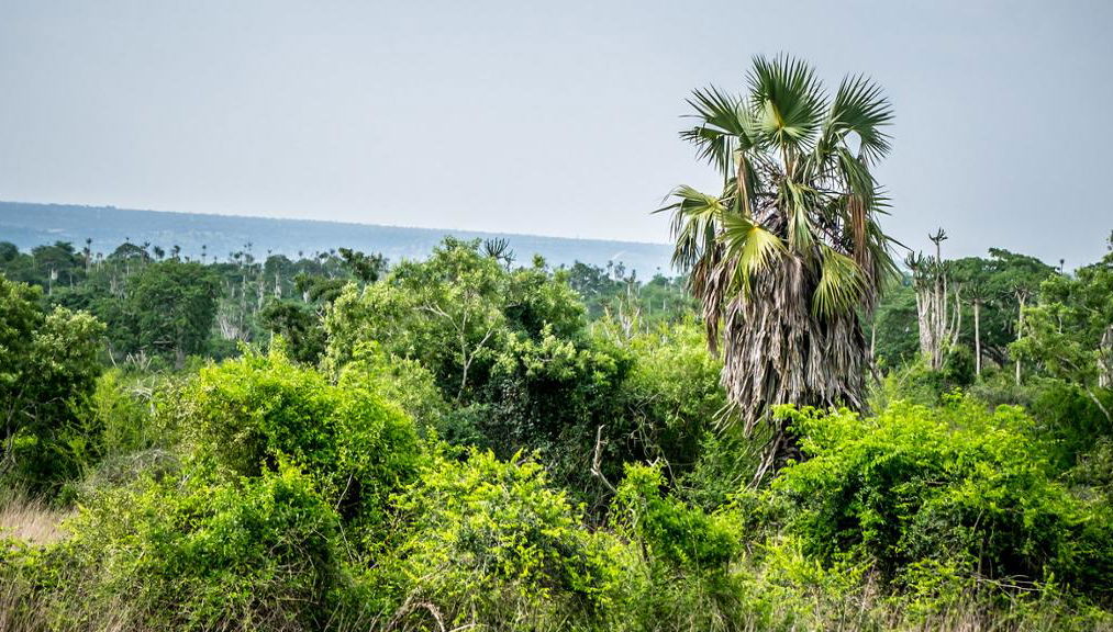 Kissama National Park Safari Tour - Foto 1
